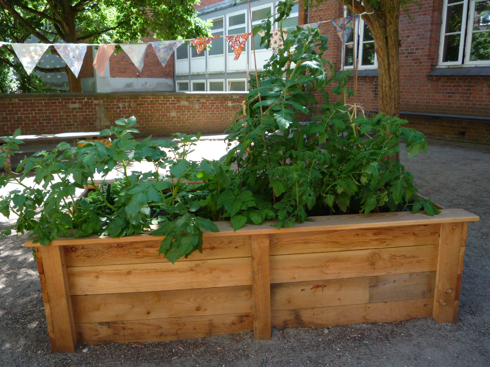 Gemüse wächst auf dem Schulhof
