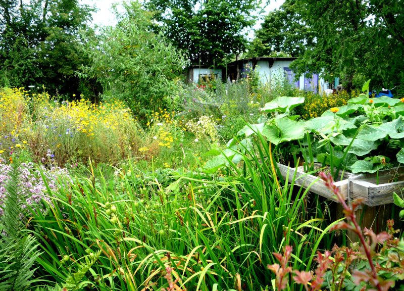 Kleingärten sind Teil des Kieler Grüngürtels