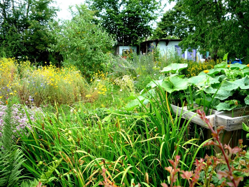 Kleingärten sind Teil des Kieler Grüngürtels