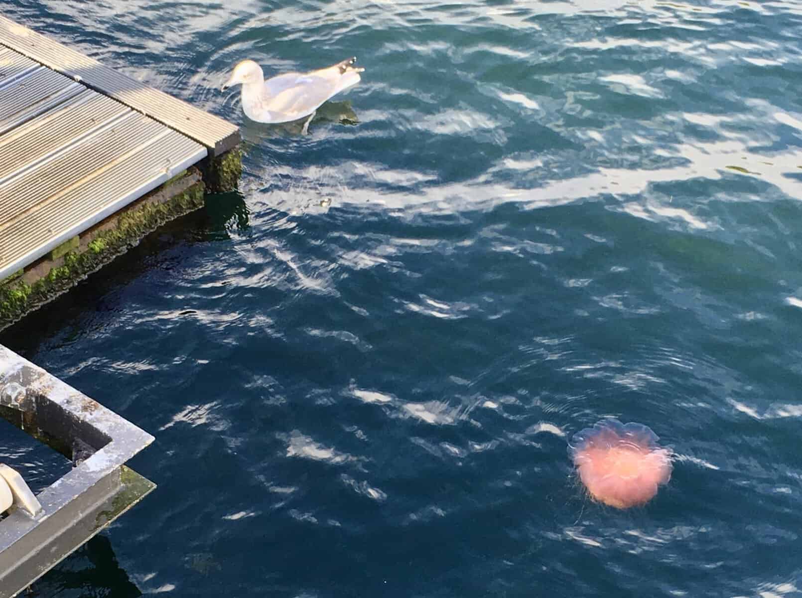 Feuerqualle in Kieler Förde