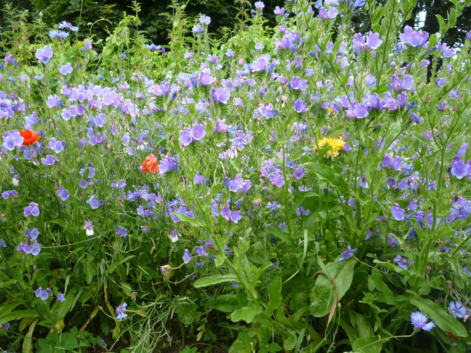 Kleingärten in Kiel