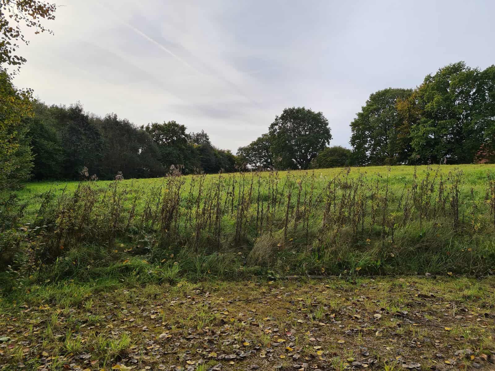 Eine Wiese des designierten Gewerbegebiets Böelcke Süd in Kiel