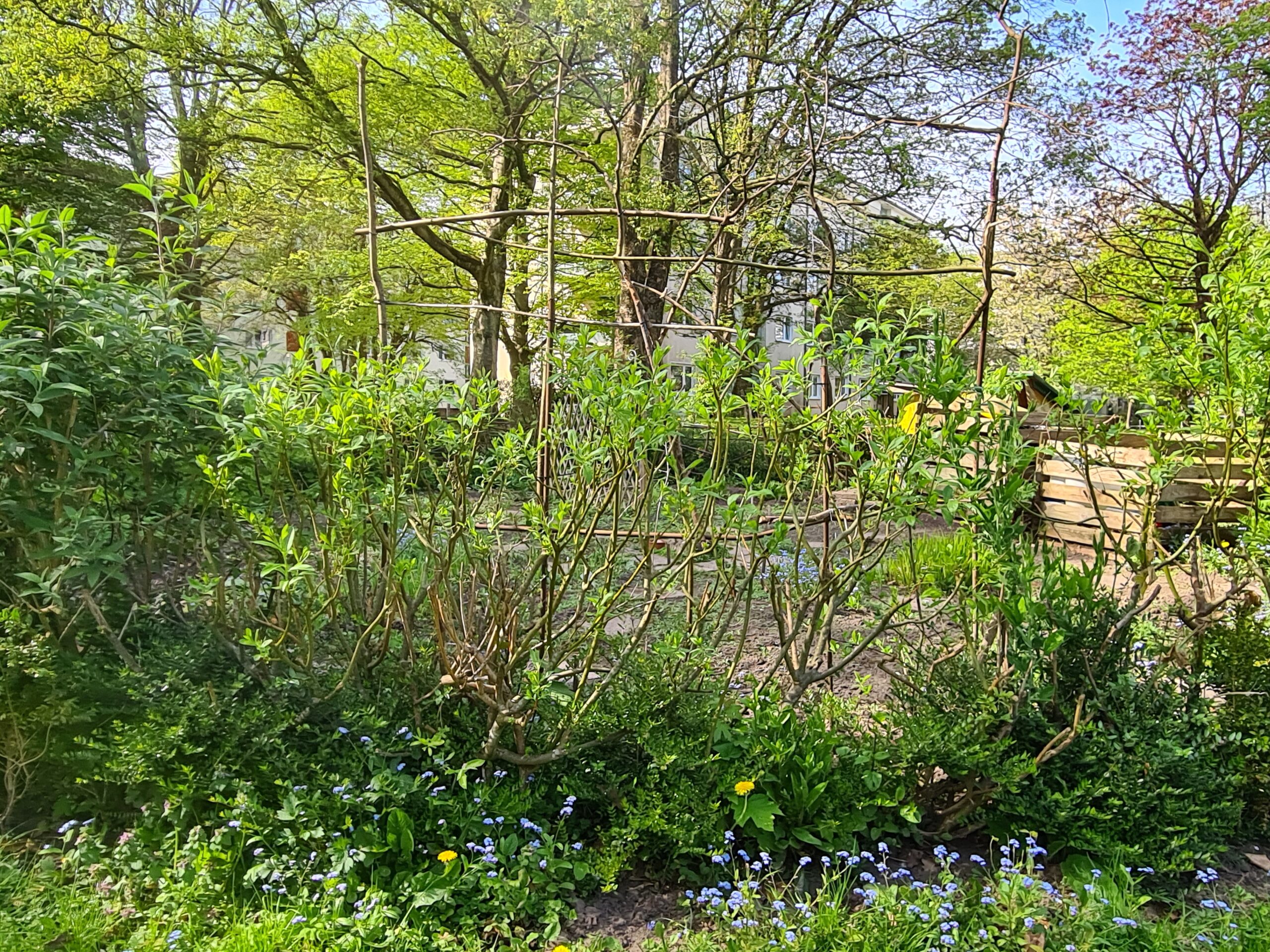 Das Rundbeet, ein urban gardening Projekt in Kiel
