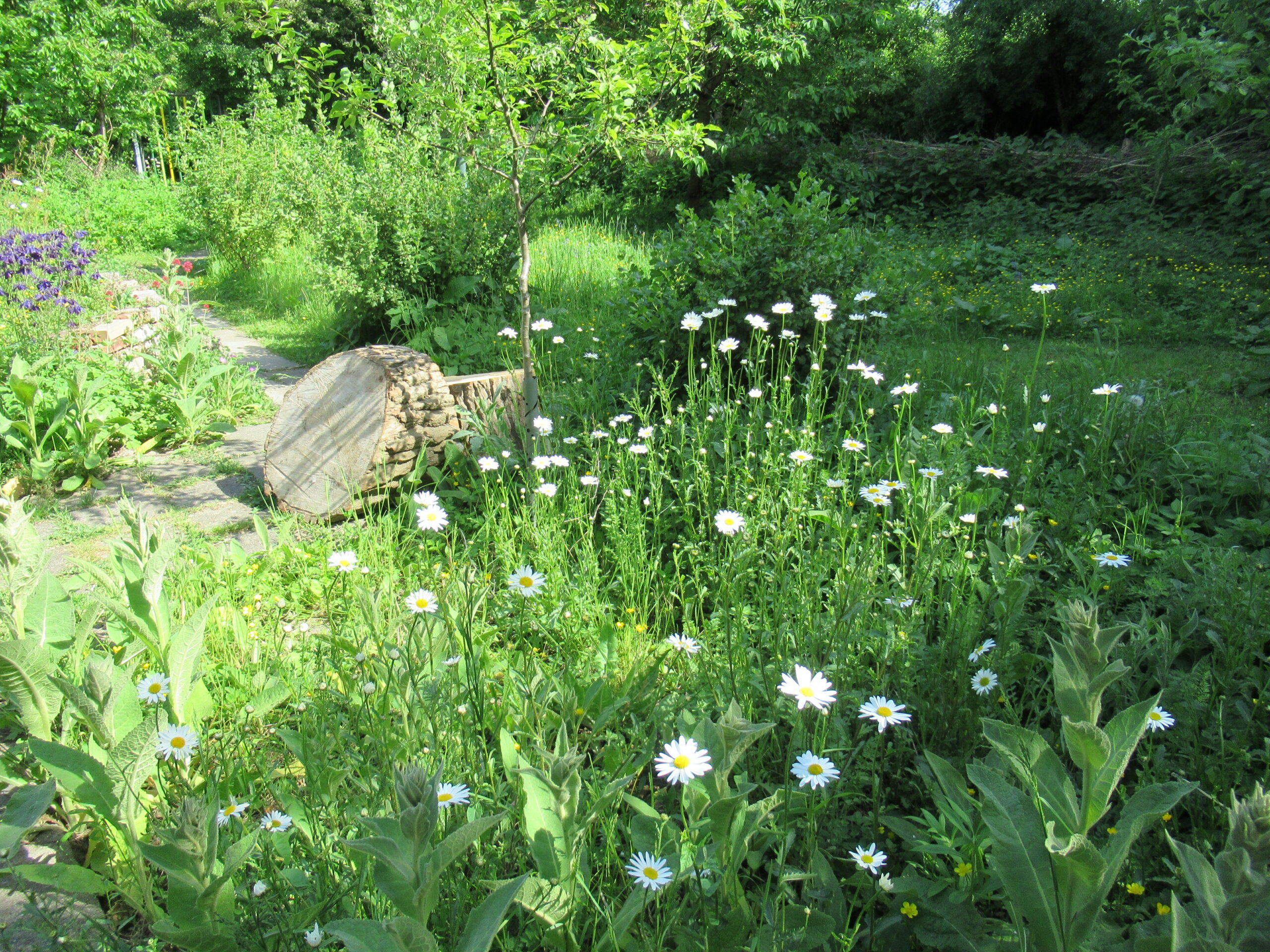 Schaugarten des NaturGarten e.V.